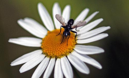 Réf. 209 040 : Phania funesta